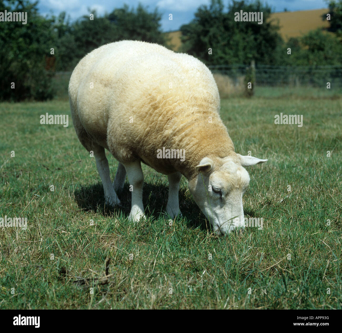 Excellent show texel ewe grazing on short pasture Devon Stock Photo - Alamy