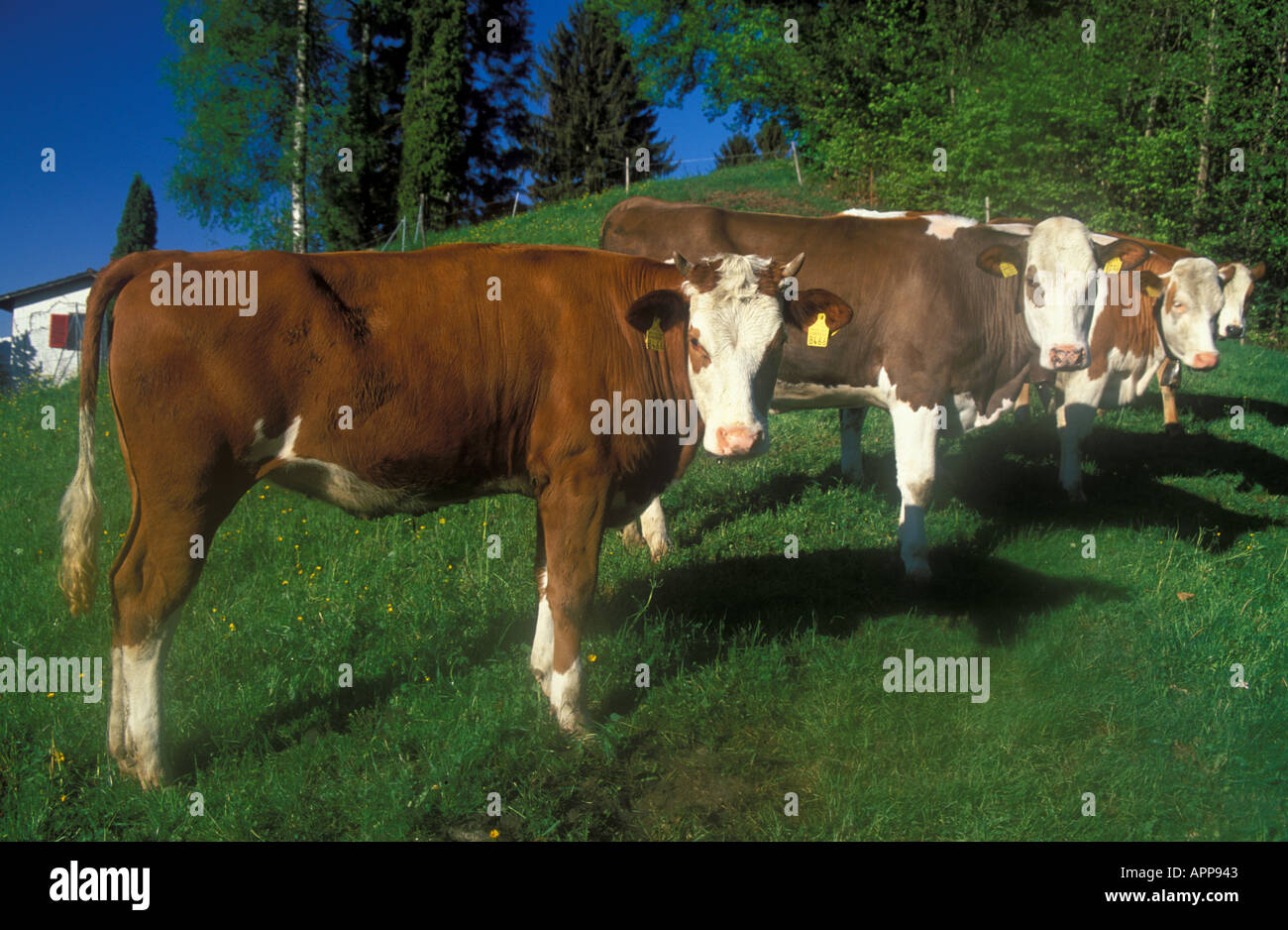 Cattle standing in row on meadow with tags in ears Switzerland Stock Photo