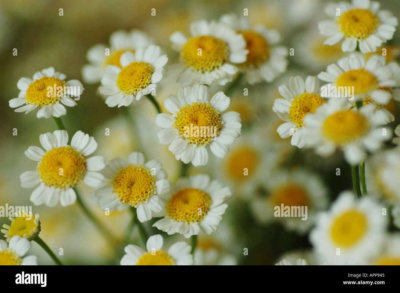 Button Chrysanthemum Scientific Name Chrysanthemum morifolium Family