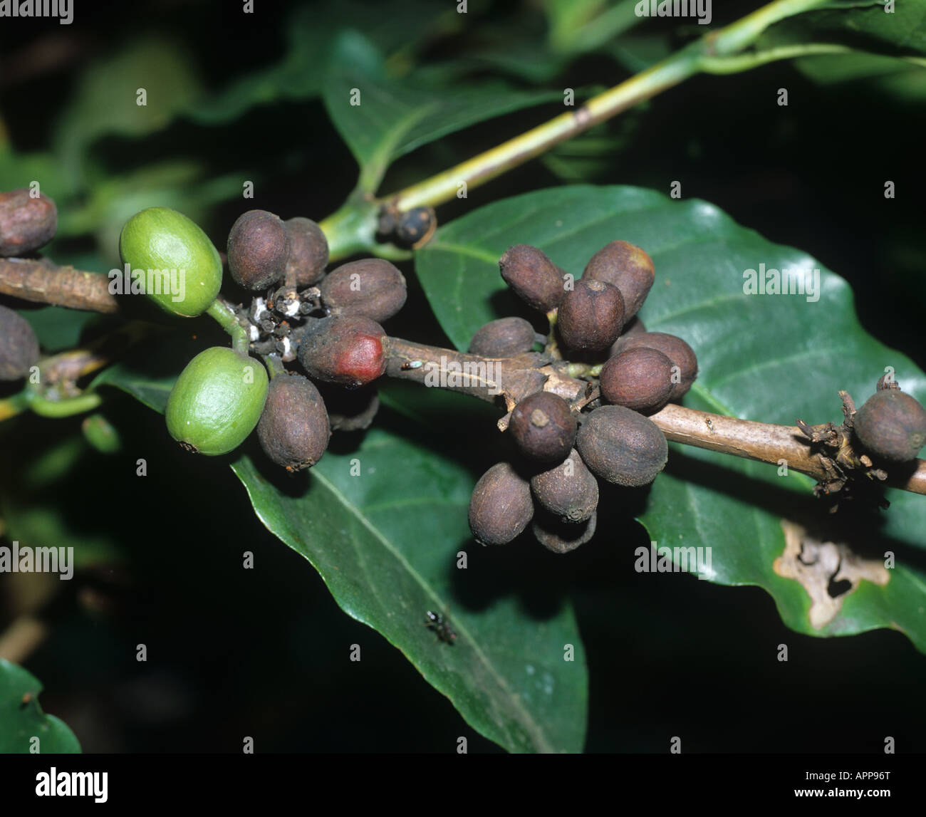 Coffee berry disease Colletotrichum kahawae infection on coffee berries