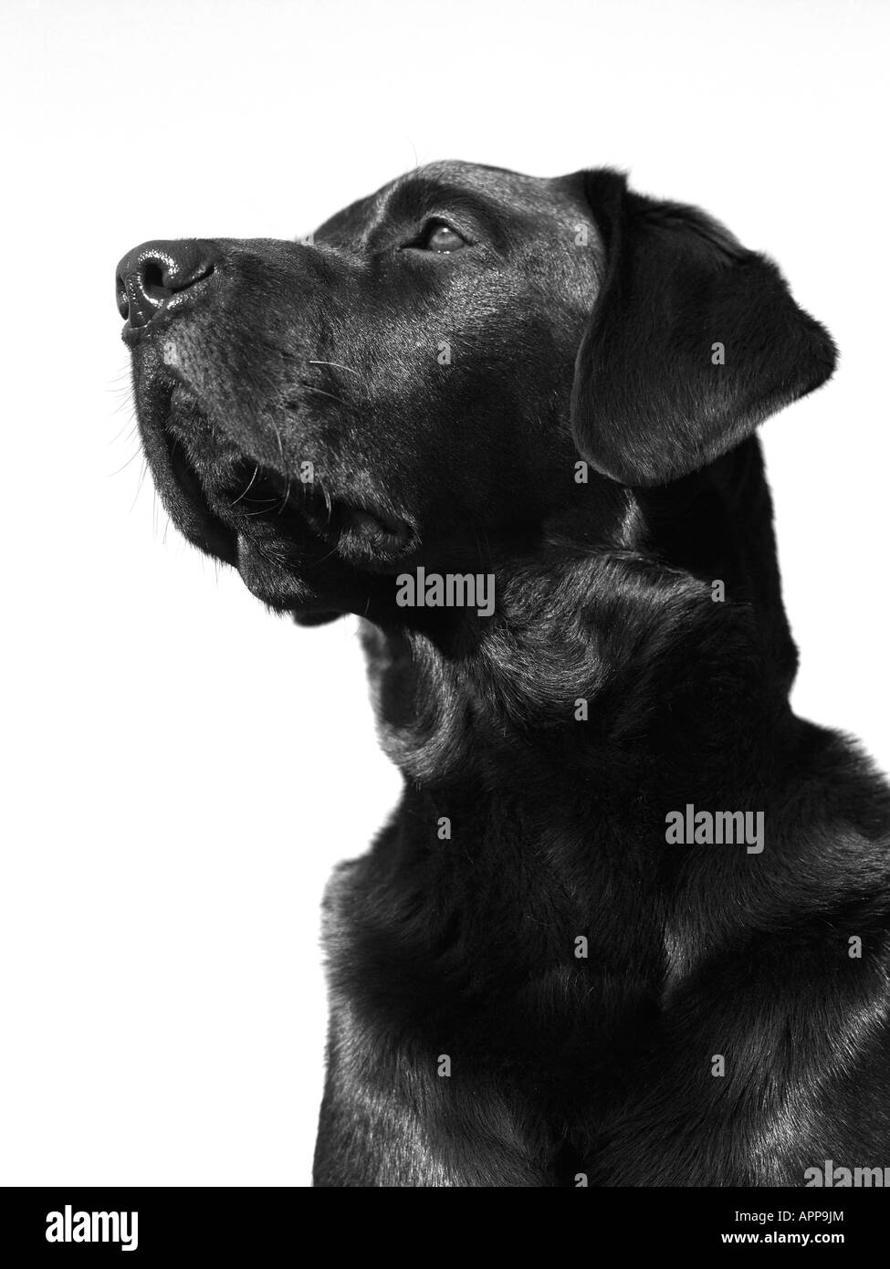 Proud Black labrador Stock Photo Alamy