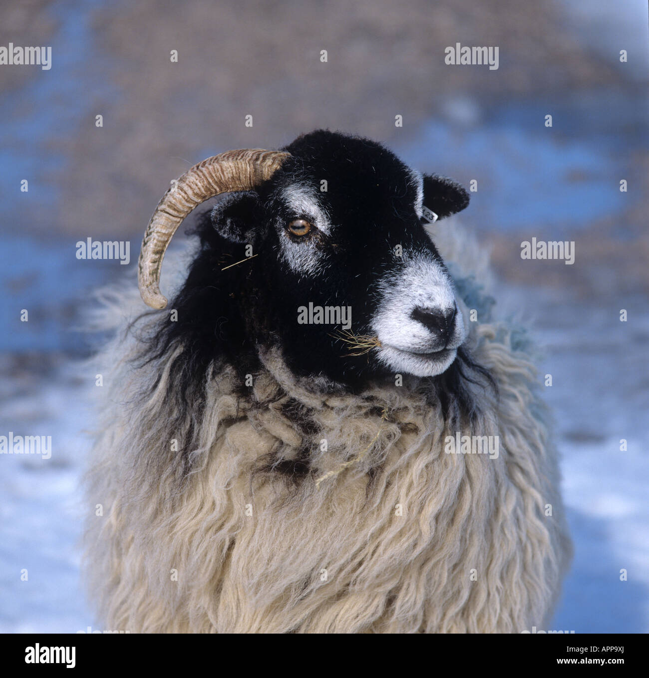 Head horns of a swaledale ewe standing in light snow in Westmorland Cumbria Stock Photo
