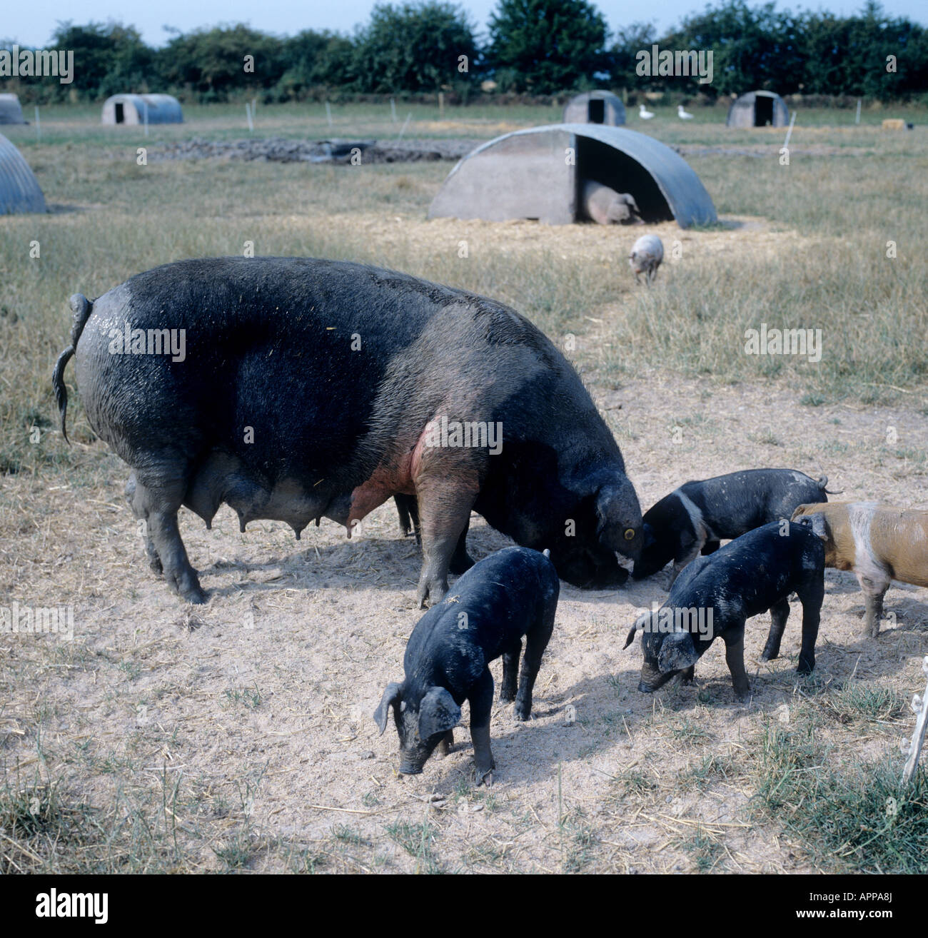 Free range organic saddleback sow with her piglets on a hot summer day Stock Photo