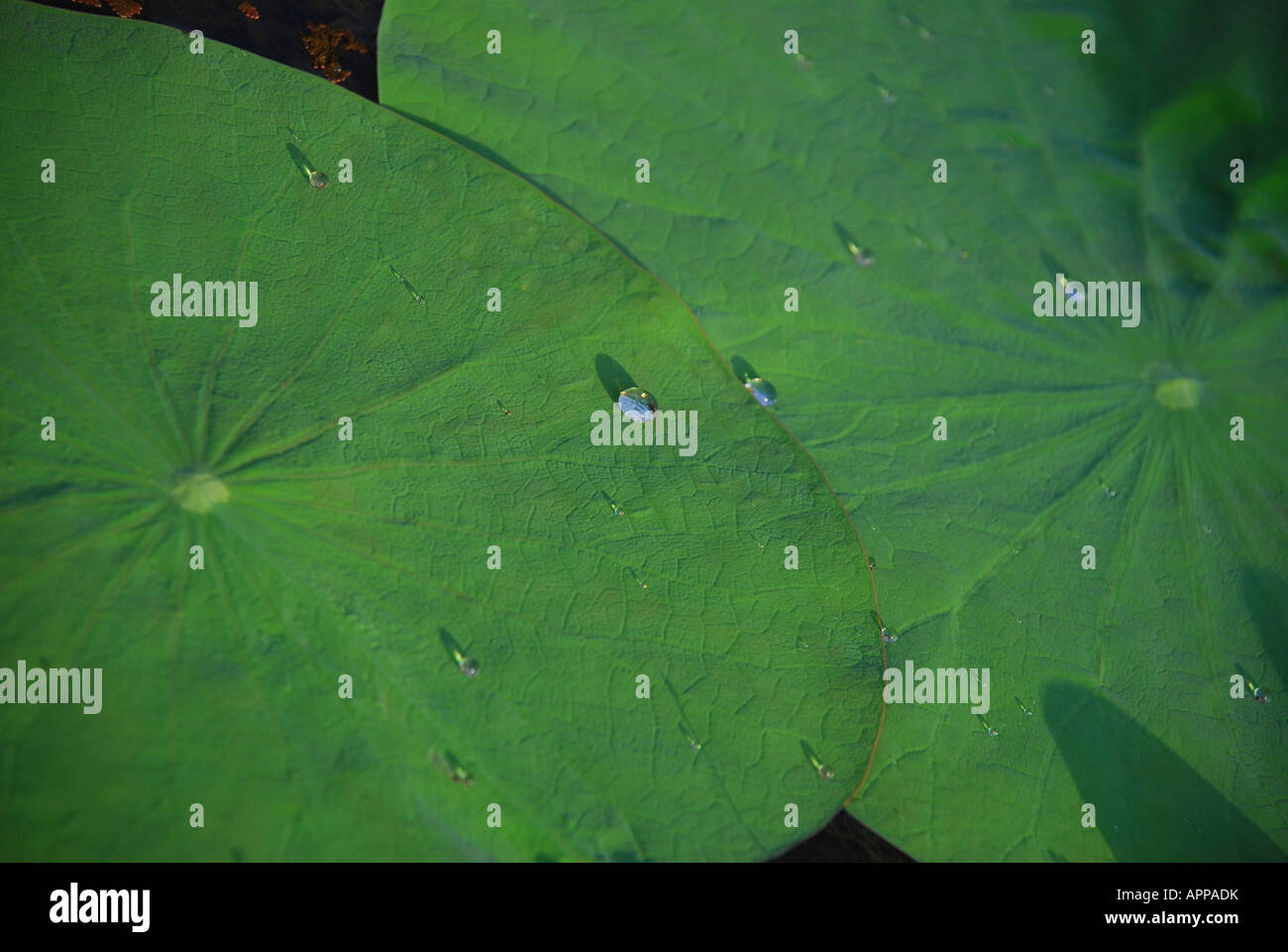 south Indian lotus drop on a leaf lotos effect Stock Photo