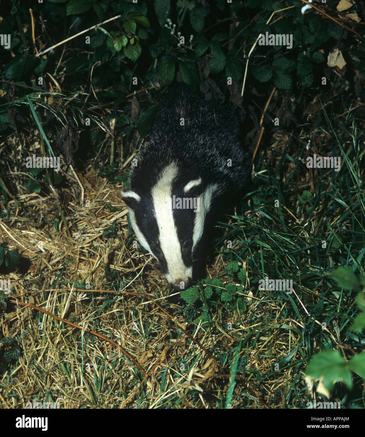 A badger Meles meles adult hunting at night Devon Stock Photo