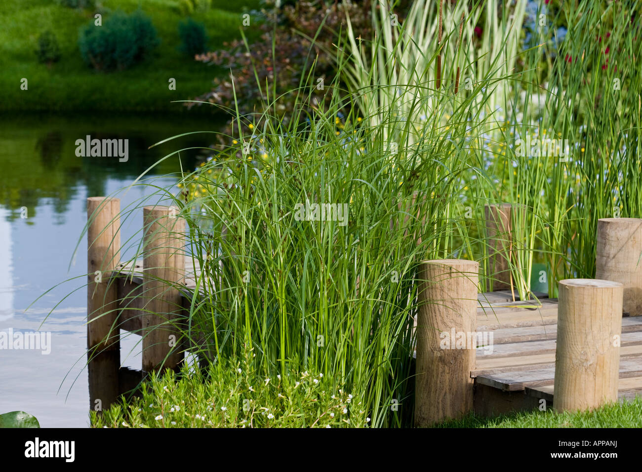 Rustic jetty with circular wooden posts and marginal planting at edge of pool including Cyperus eragrostis and Typha minima Stock Photo