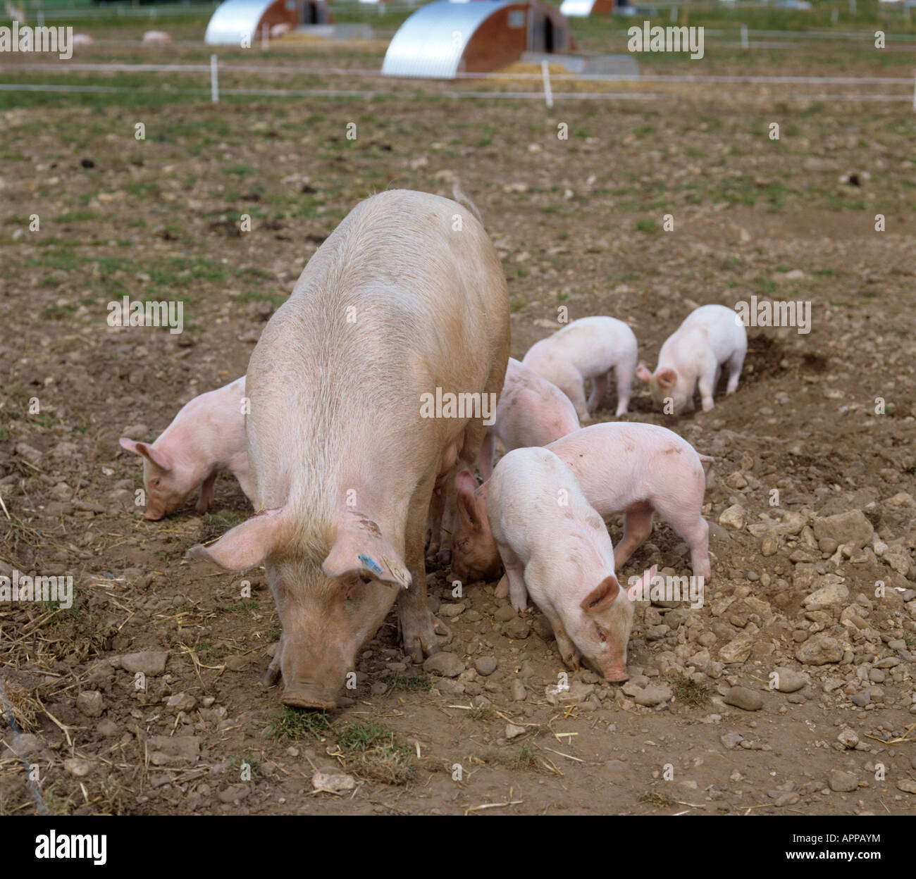 Large white X landrace sow with duroc X piglets in outdoor breeding unit Devon Stock Photo