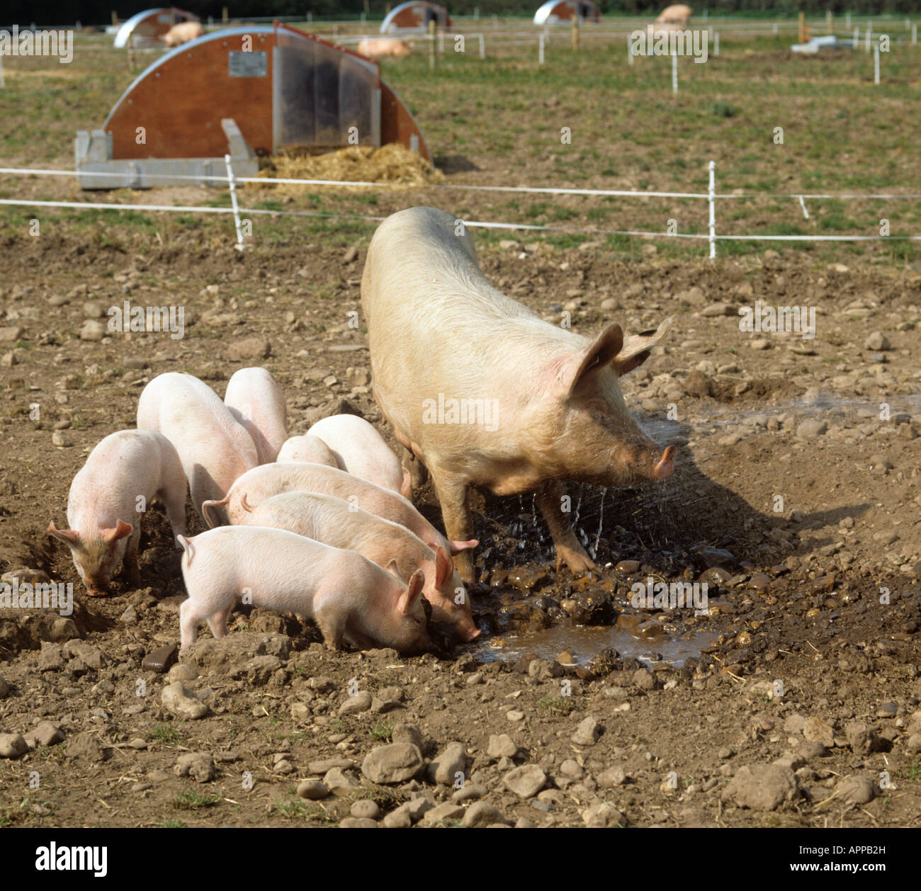 Large white x landrace sow enjoying water sprat with her duroc X piglets Stock Photo
