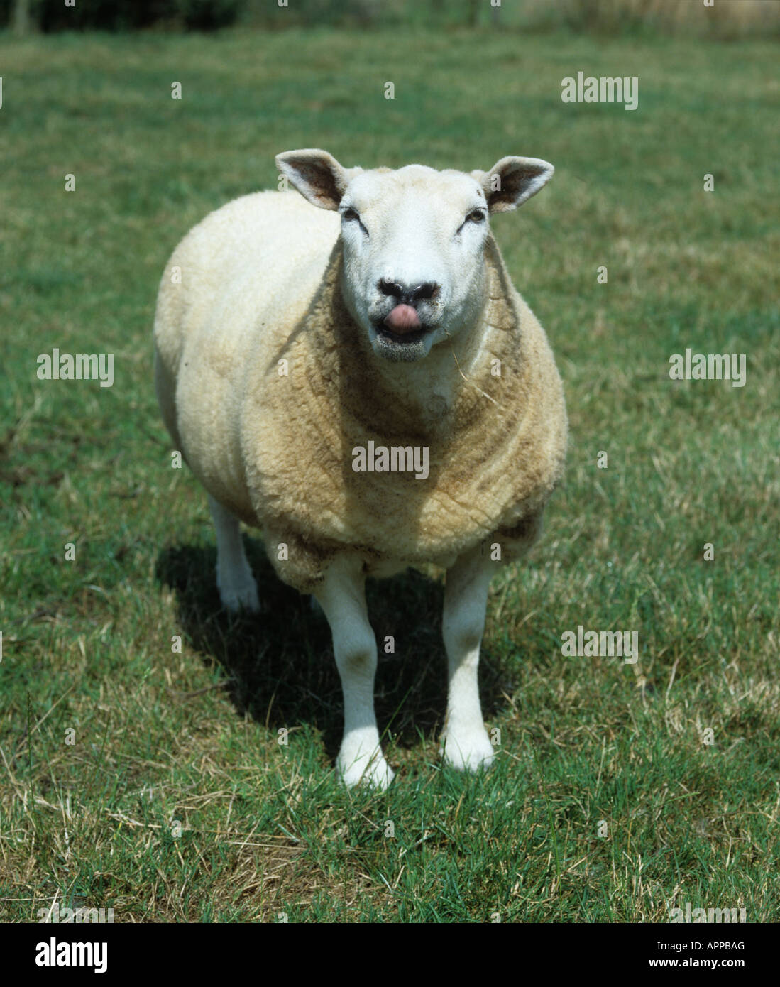 Excellent show texel ewe on grass facing camera with her tongue out Stock Photo