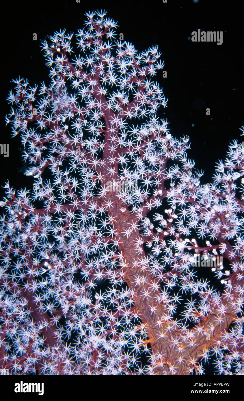 Soft Coral (Siphonogorgia sp), Tufi, Papua New Guinea, Oceania Stock Photo
