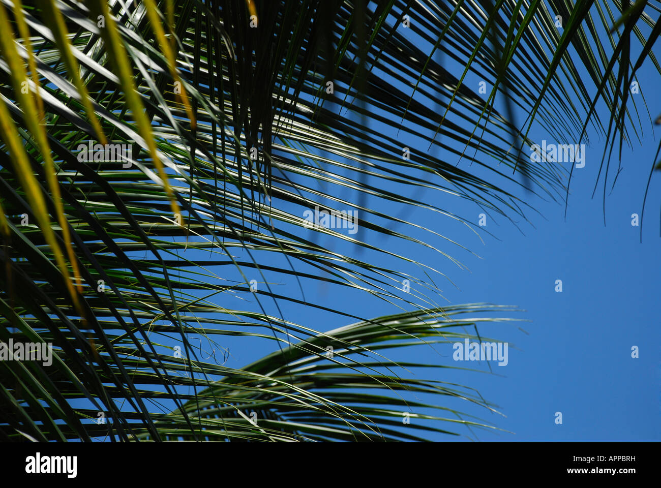 palm leaf agenast blue sky Stock Photo - Alamy