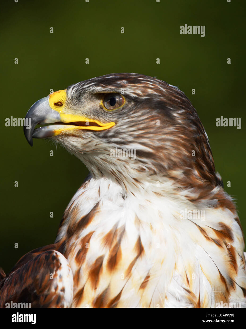 Bird Of Prey Portrait Stock Photo Alamy