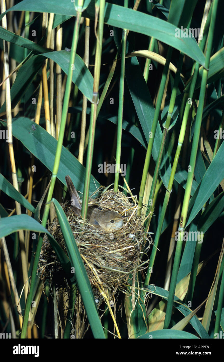 Reed Warbler Scientific name: Acrocephalus scirpaceus at its nest in phtagmites reeds. Stock Photo