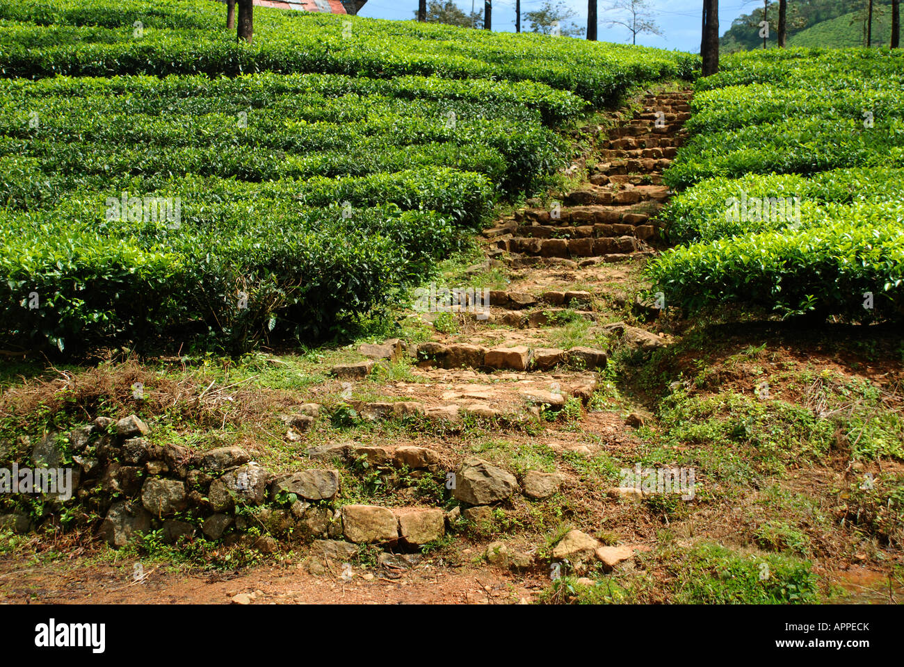 Stpes in Tea plantation across the hillsides in Kerala India Stock Photo