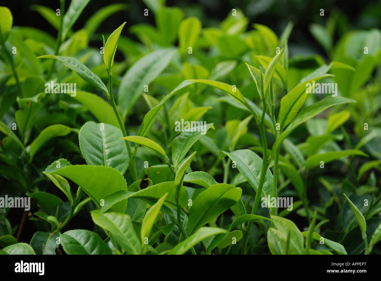 Tea plantation across the hillsides in Kerala India Stock Photo