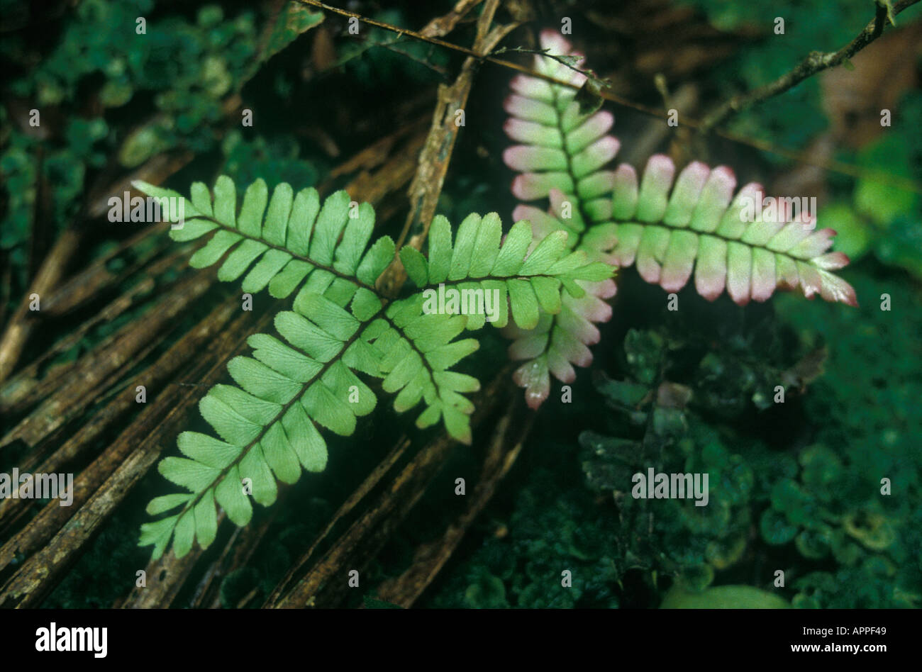 Adiantum Fern (family Adiantaceae) in Tropical Rain Forest. Acre, Brazil. Stock Photo
