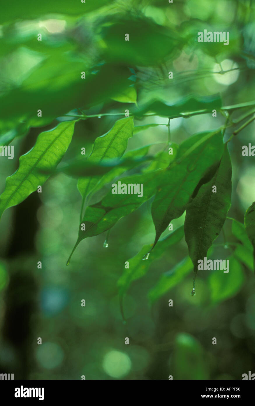 Water drop hanging from drip tip of leaf in Amazon rainforest Brazil