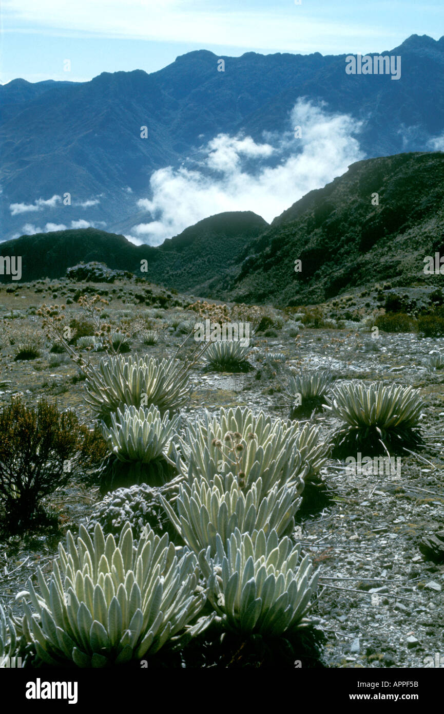 Wet tropical alpine vegetation called Páramo with Frailejón (Espeletia sp.) in the Andes mountain range (Cordillera de los Andes) In Venezuela.The frailejones are endemic to the Andes of Venezuela, Colombia, and Ecuador. The Tropical Andes are a biodiversity hotspot. Stock Photo
