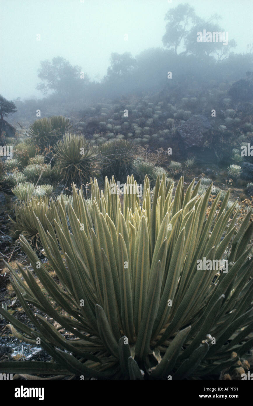 Foggy day among wet tropical alpine vegetation called Paramo in the Andes mountain range (Cordillera de los Andes) in Venezuela. Espeletia schultzii in foreground. The genus Espeletia ('frailejón') is endemic to the Andes of Venezuela, Colombia, and Ecuador.The Tropical Andes are a biodiversity hotspot. Stock Photo