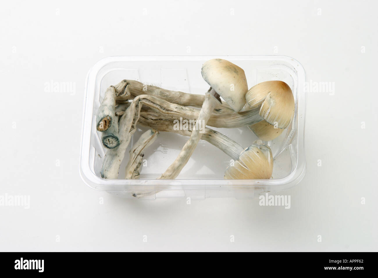 magic mushroom stock x