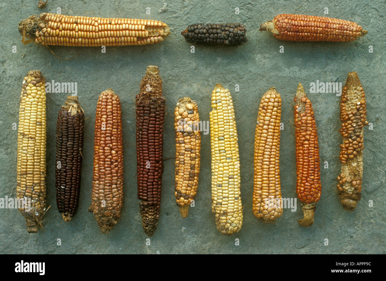 Slash and burn agriculture by Indians of Venezuela. Biodiversity varieties  and hybrids of maize Stock Photo - Alamy
