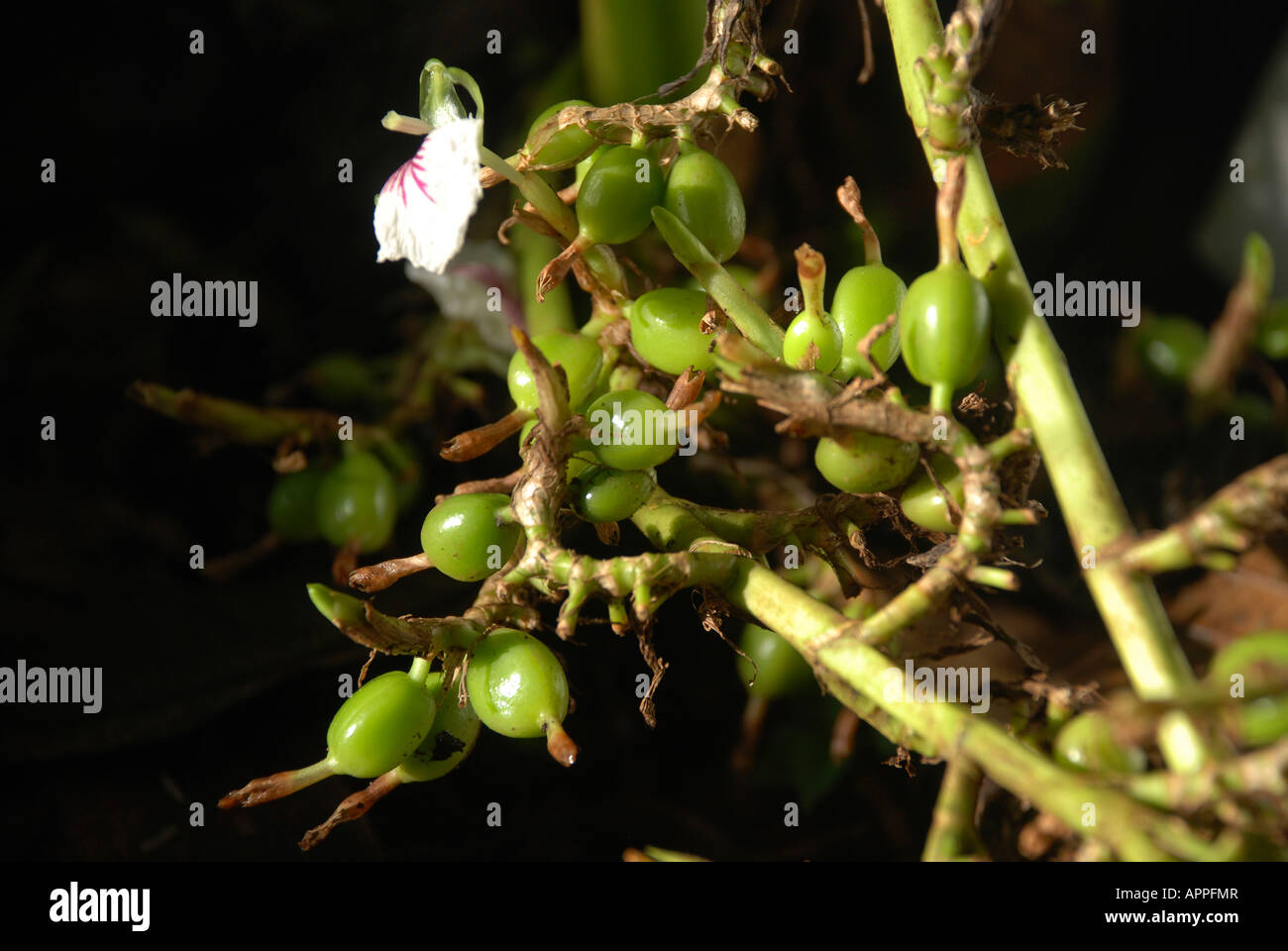 green Cardamom with flower in kerala Stock Photo