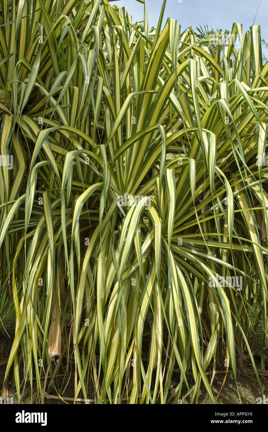 A Pandanus Shrub with dark green and light green striped leaves Stock