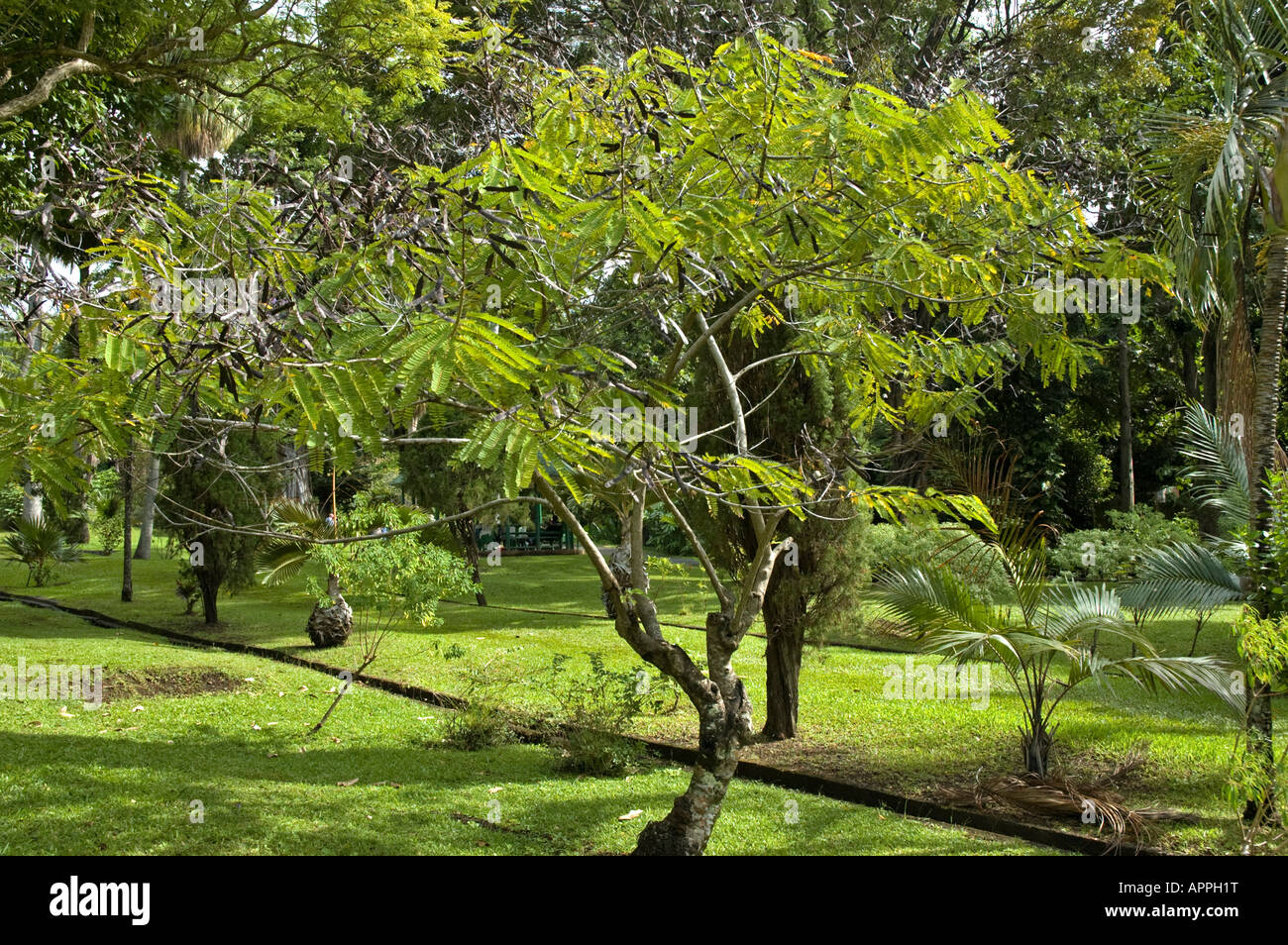 Jamaican National Tree