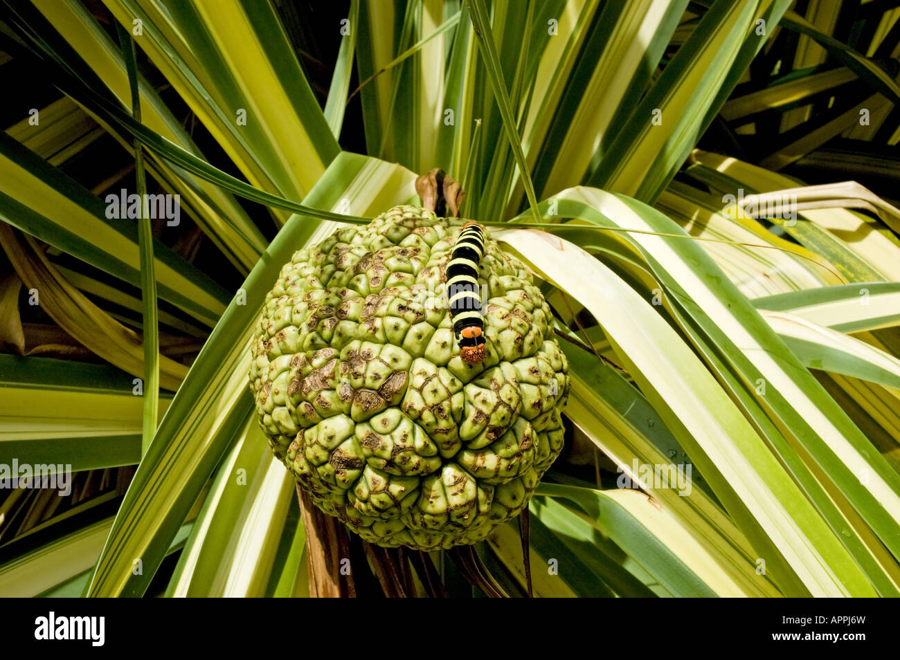 A black and white caterpiller (Pseudosphinx Tetrio) on a Pandanus fruit among dark and light striped green leaves Stock Photo