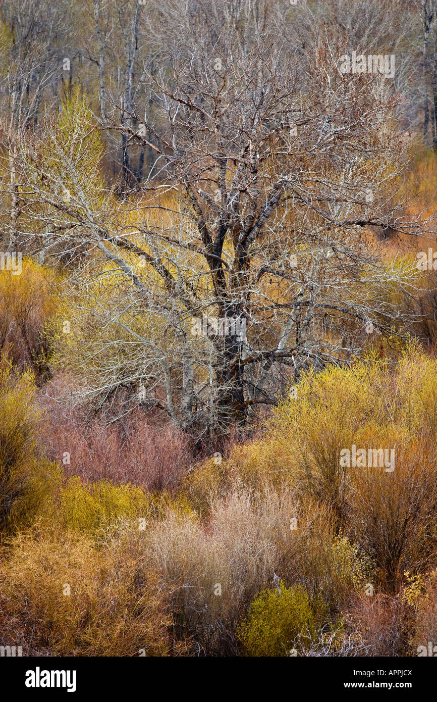 Barren old cottonwood tree Populus freemontii surrounded by multi colored willow trees Salix nigra in low lying river bottom Stock Photo