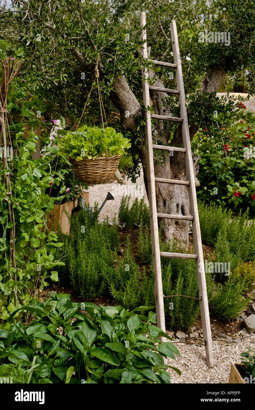 Bleached Wooden Ladder In Olive Tree Hanging Basket With Lettuce Climbing Borlotti Beans And Rosemary Stock Photo Alamy