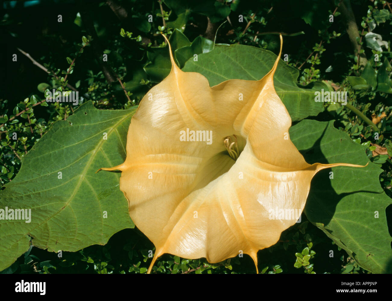 Datura Brugmansia attrative and dangerous yellow beauty Stock Photo