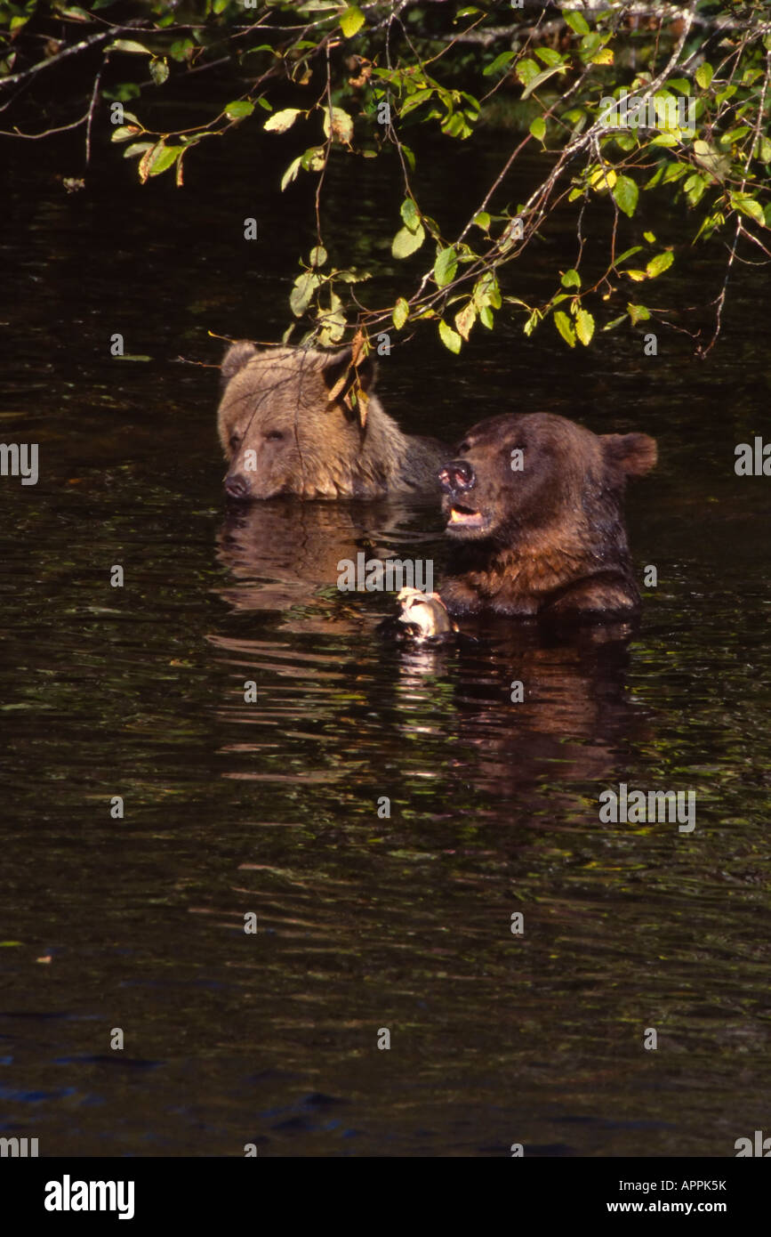 Two grizzly brown bears in water with heads visible Glendale River Knight Inlet BC Canada Stock Photo