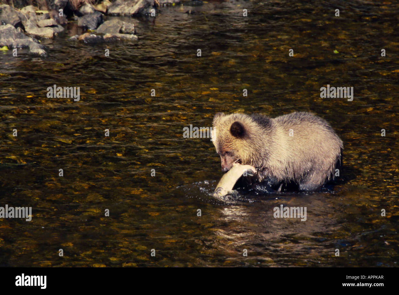 Grizzly brown bear cub in shallow water with a freshly caught salmon Glendale River Knight Inlet BC Canada Stock Photo