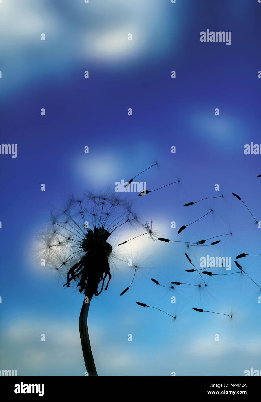 Dandelion flower with seeds being bown away by the wind Concept metaphor for business growth Stock Photo