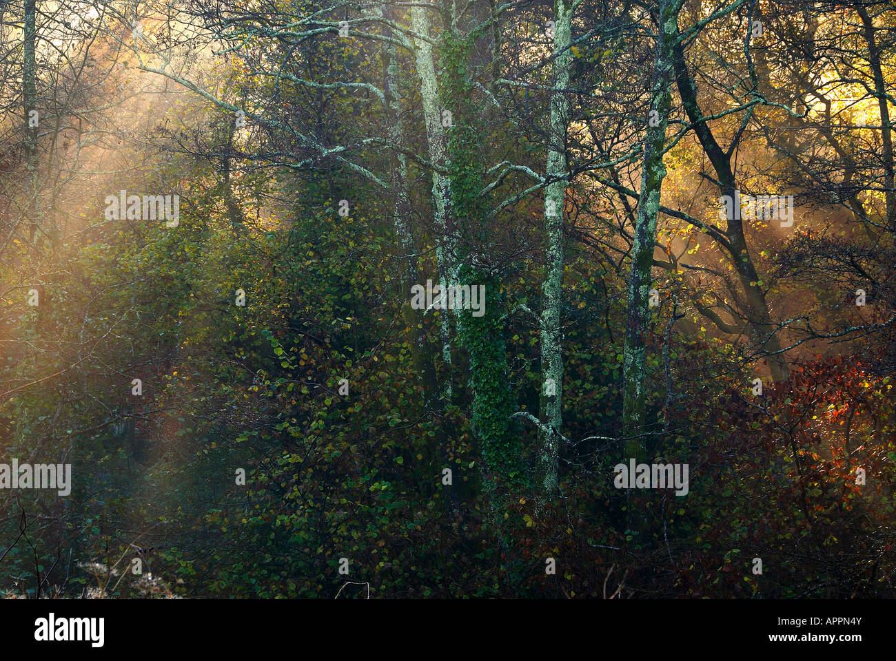 Tree Late Fall Image Picture of trees in late autumn Stock Photo - Alamy