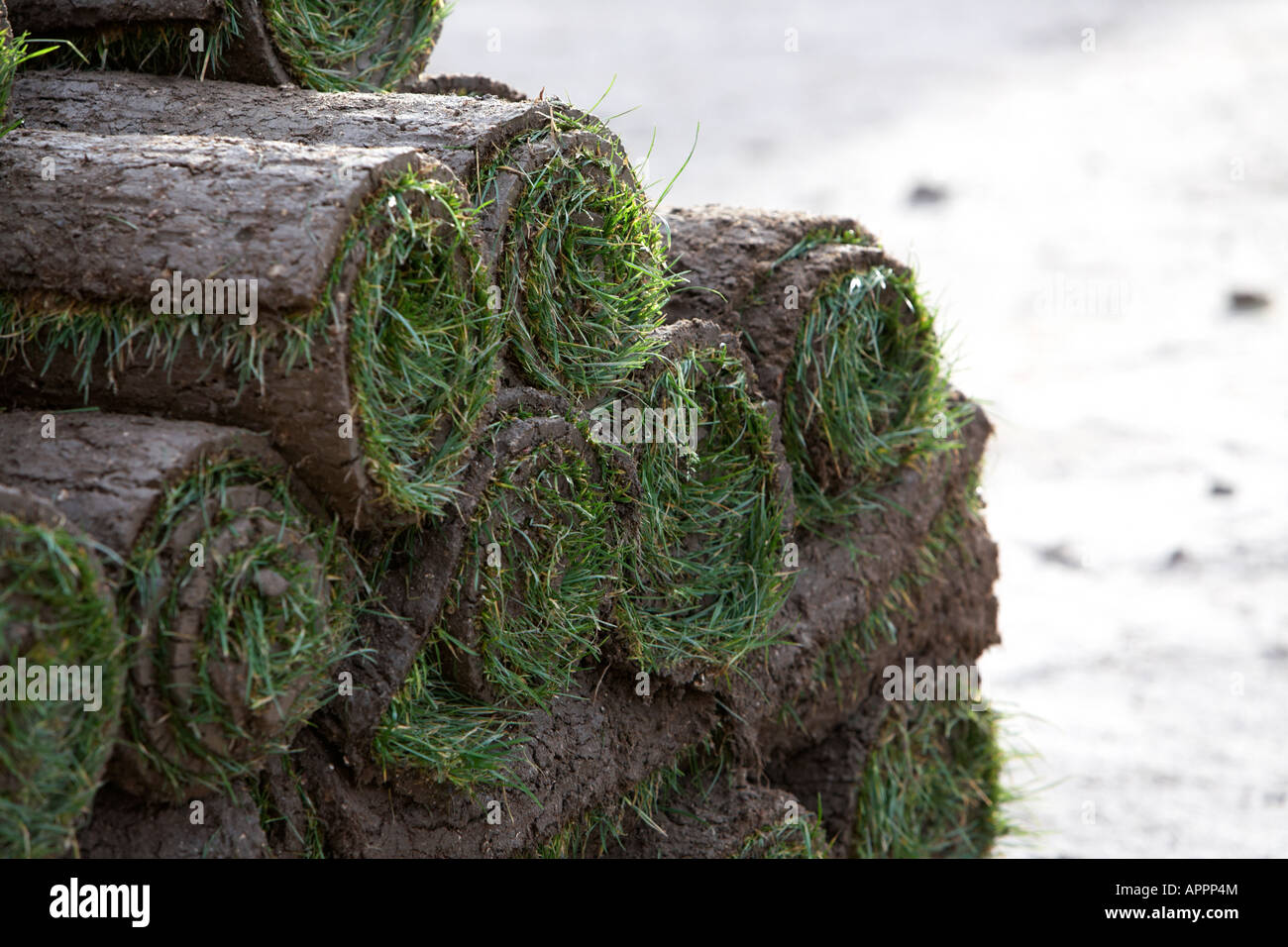 stacks of rolls of turf Belfast Northern Ireland UK Stock Photo