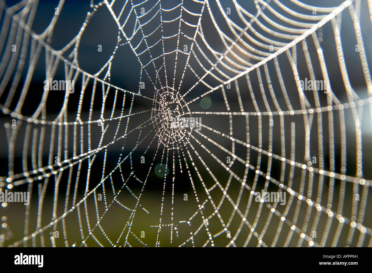 Spiders web covered in dew backlit by the morning sun. Stock Photo