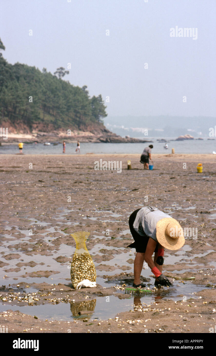 Digging for berberichos cockles in the Ria de Arousa at A Pobra do Caraminal Galicia North West Spain Stock Photo