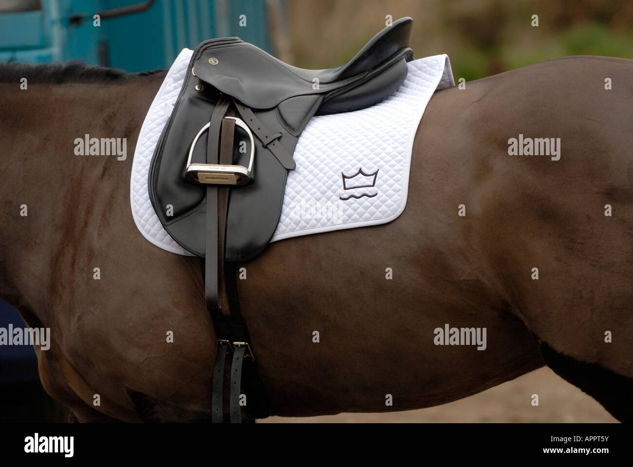 a saddle and stirrups tack and cloth on a horses back withers bridle