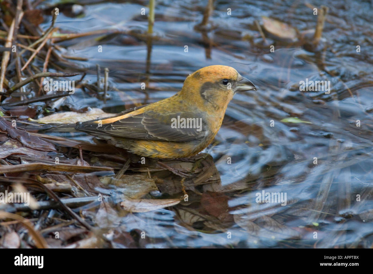 Immature crossbill hi-res stock photography and images - Alamy