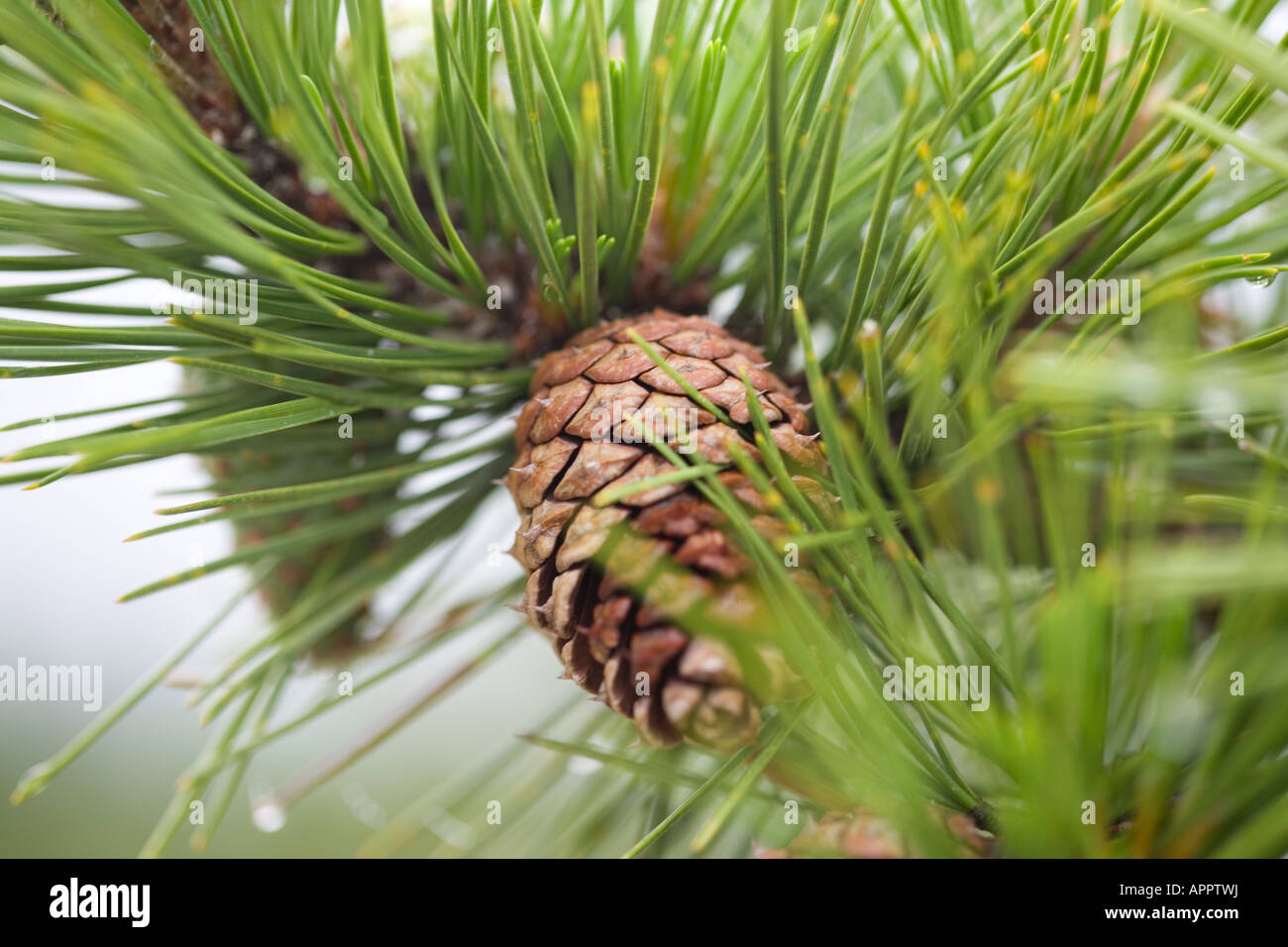 pine branch and cone Stock Photo - Alamy