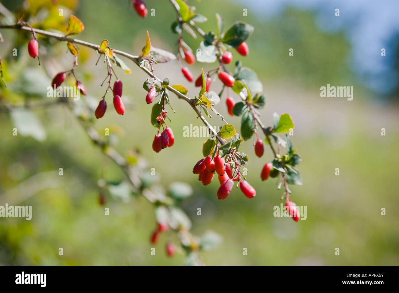 Japanese Barberry (Berberis, Goji) branch and berries close-up, (Berberis thunbergii); as seen in Germany, Europe Stock Photo