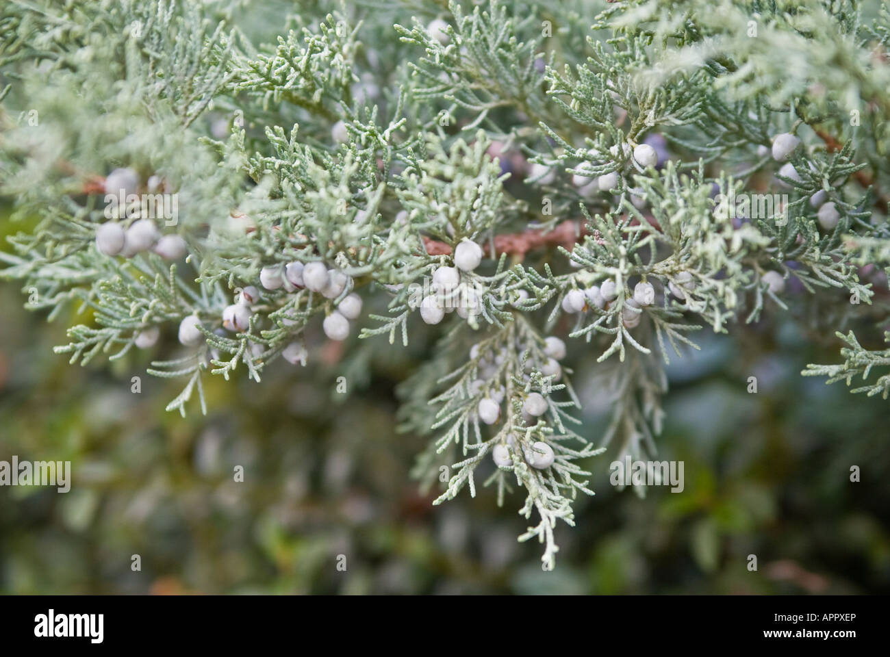 Cypress branch and cones close up Stock Photo - Alamy
