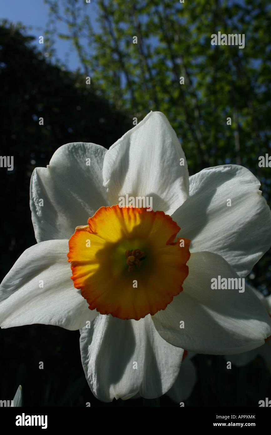 Daffodil flower Close up Head on Orange petals white sepals St david's day Wales  Jonquille narcisse 70158 Daffodil Stock Photo