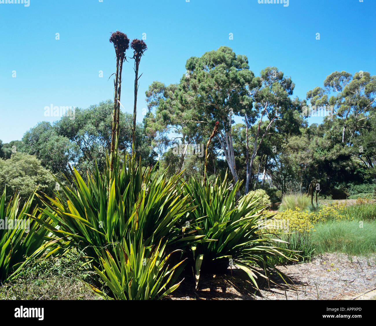 Native plants in the National Botanic Gardens the gardens on the lower