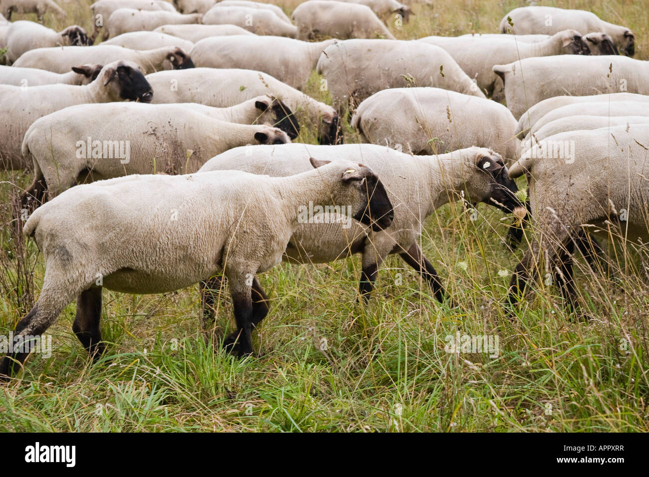 German Blackheaded Mutton sheep, meat and wool variety / type Stock