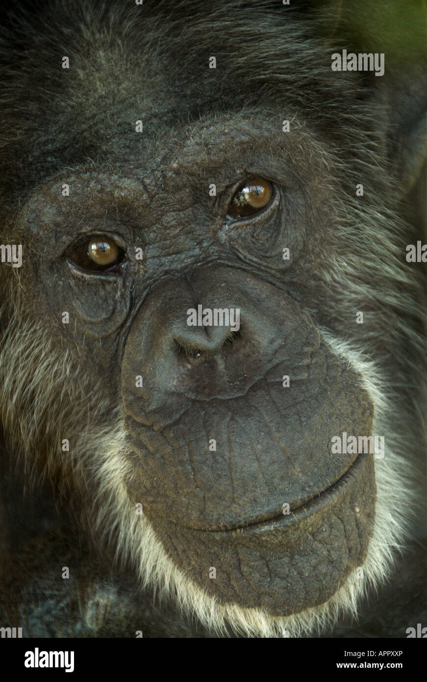 Chimpanzee adult male captive uk stock photo alamy