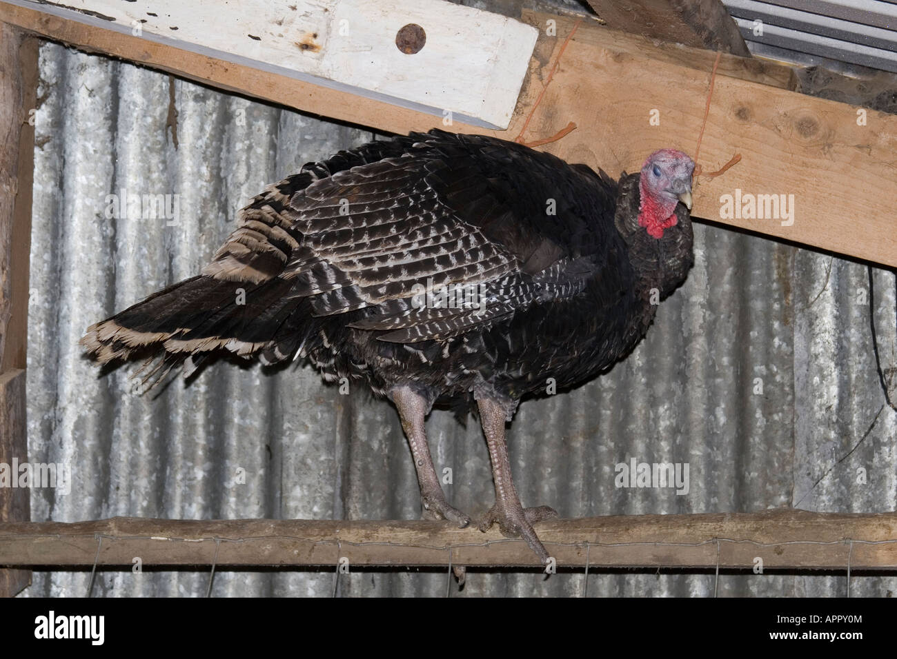 TURKEY NORFOLK BRONZE PERCHING IN BARN Stock Photo Alamy