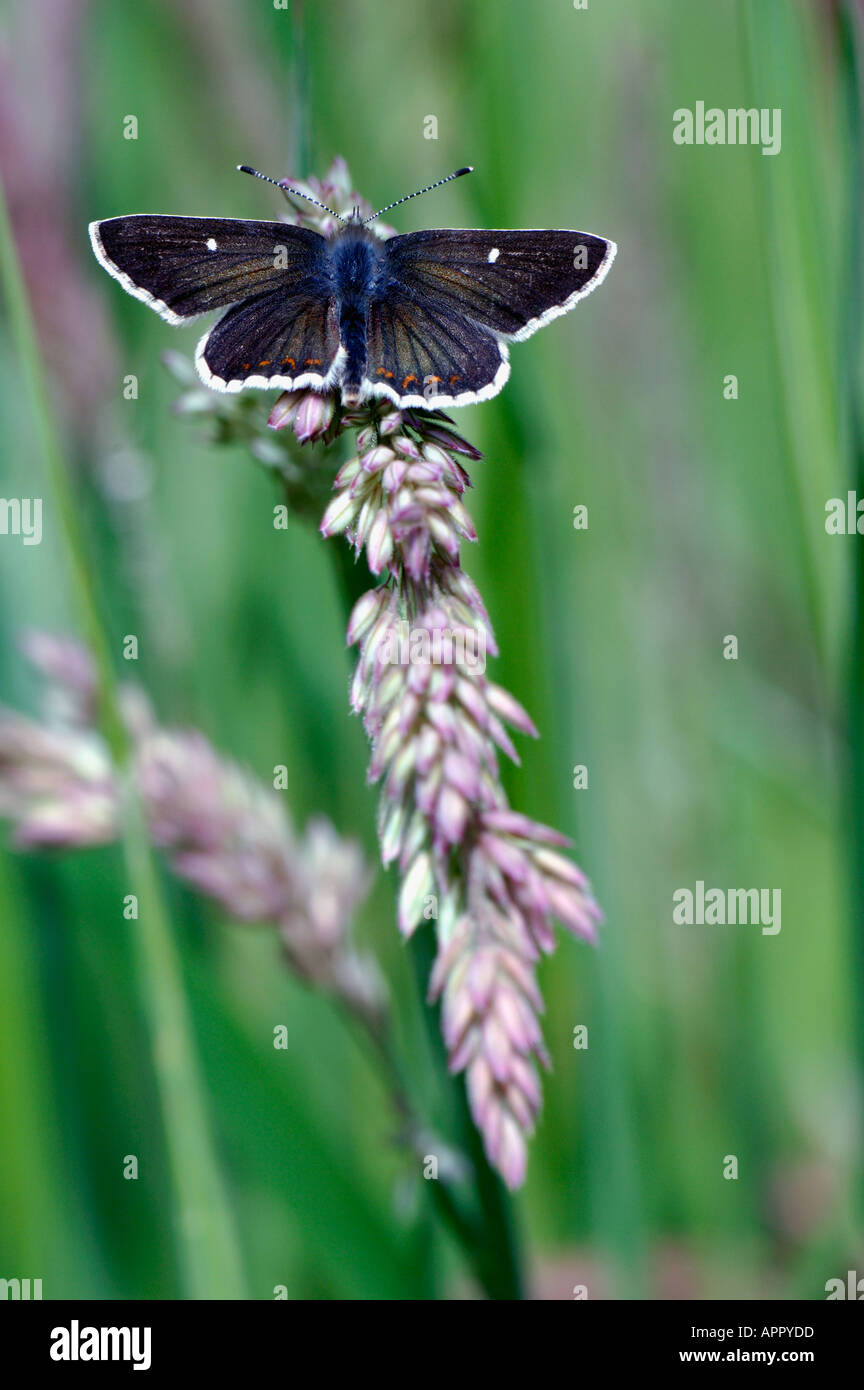 northern brown argus butterfly aricia artaxerxes strathspey highlands scotland june Stock Photo